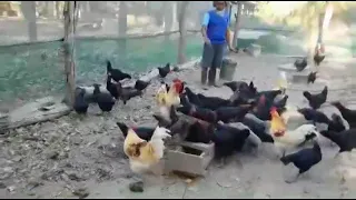 ครูสะเอ็มเลี้ยงไก่ลูกผสมแบบปล่อยขายไข่ฟองละ 6 บาทไม่พอขาย