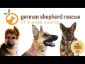 Yorba Linda small business of the week - German Shepherd Rescue of Orange County