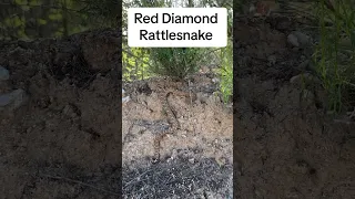 Found a baby Rosy Boa & a baby Red Diamond Rattlesnake yesterday on our evening hike #snake #snakes