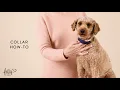 The Foggy Dog Collar How-To