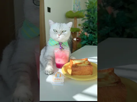 A new way to eat toast! #cat #toast