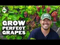 Watch This Before Growing Grapes