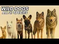 All 37 Species of Wild Dog you never knew existed Canids from tiny fox to powerful wolves