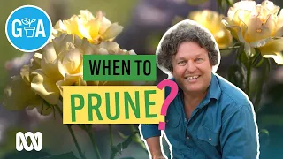 When To Prune Your Plant Gardening 101 Gardening Australia