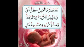 سورة مريم كاملة اسلام صبحي بنية تثبيت الحمل والإنجاب وسلامة الجنين دندنها