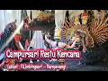 Lagu Campursari Restu Kencana Di BLimbingsari