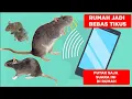 Download Lagu Buktikan!!! Suara Pengusir Tikus Di Rumah