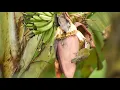 Masteran Pijantung Pisang Besetan Kasar \u0026 Rapat.!!! Disertai Jeda Suara Kicau Alam \u0026 Gemercik Air.