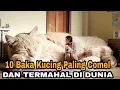 Lagu 10 Baka Kucing Paling Comel Dan Termahal Di Dunia, No.2 Tu Ada Ke Dekat Malaysia?
