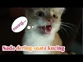 Download Lagu Nada dering suara kucing
