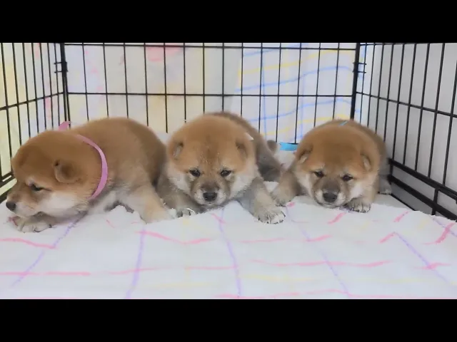 動画