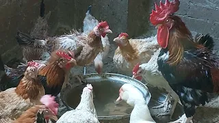 اعملى مزرعه فراخ بلدى بياضه تنتج بيض صح بدون تكلفه والبط ضحكت عليا ومريحتش من البيض وباضت تانى 