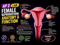 Female Reproductive Anatomy
