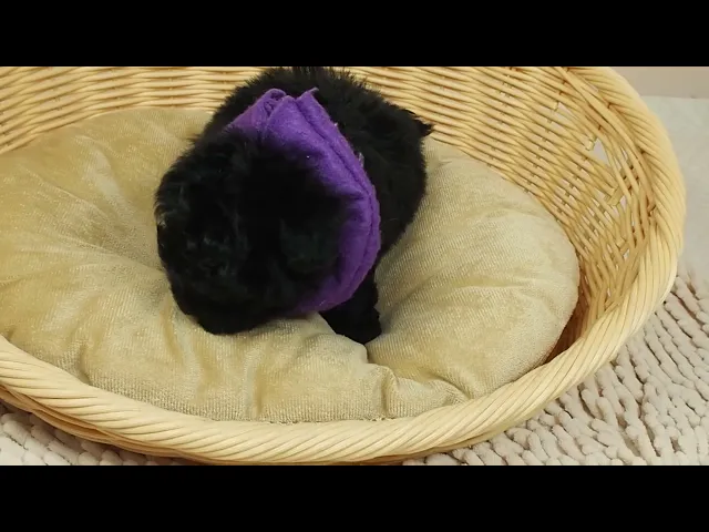 動画