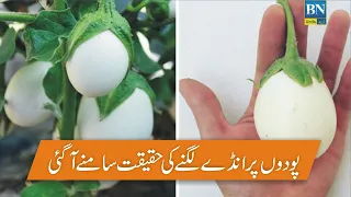 Egg Tree Real Or Fake Plant Tree Growing Real Eggs Egg Tree Plant in Pakistan BN Urdu