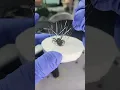Preserving my jumping spider