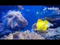 Weightless Moments 2