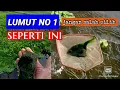 Download Lagu LUMUT NO 1 BUAT MANCING SEPERTI INI