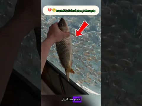 وضع سمكة في حوض اسماك البيرانا المفترسة😢💔
