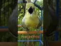 Download Lagu SIRTU GACOR SUARA JERNIH ISTIMEWA #birds #burung #sirtugacor #cipohgacor