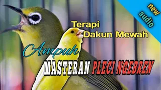 Download Masteran pleci nembak kenari wit wit zipper - mudah diingat MP3