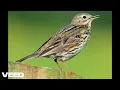 Lagu Meadow Pipit - Calls