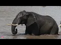 Elephants taking a bath! - Awesome Sighting no.7
