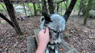 The Floof is gonna get ya