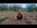 Lagu THIS IS HOW TO PLANTING CHILI BY THE TOT METHOD BY PAK DASTIM IN TRANSMIGRATION SP 9