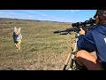 Download Lagu INSANE PREDATOR HUNTING ACTION | DEER ATTACKS COYOTE | SUPER CLOSE HUNTS IN 4K | 6.5 CREEDMOOR