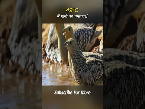 रेगिस्तान में आई बाढ़! | #shorts
