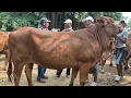 Download Lagu 15.700 HAMIL 4 BLN‼️DORO JUMBO SUPER JADI TONTONAN | Pasar Sapi Tuban