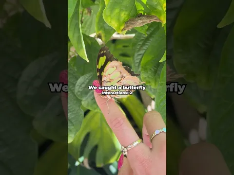I Went To America’s Largest Butterfly Park!