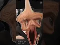 BIFEEN MONKEY