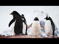 Download Lagu The Best Relaxing Music   Penguins   Sleep Relaxing Music   2 Hours   HD 1080P 720p