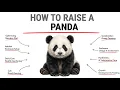 How to raise a panda