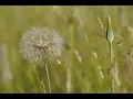 Metro Atlanta Pollen count spikes into the red zone
