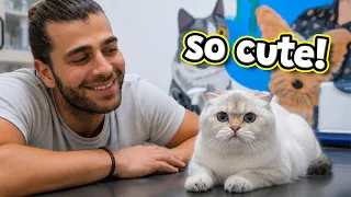 Nazik Kedi Öyle Yavaş Yiyor Ki! 😅 (Kedilere HAP Yutturmanın En Kolay Yolu )
