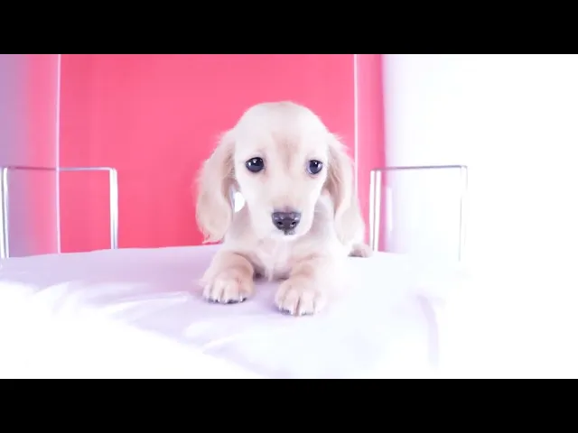 動画