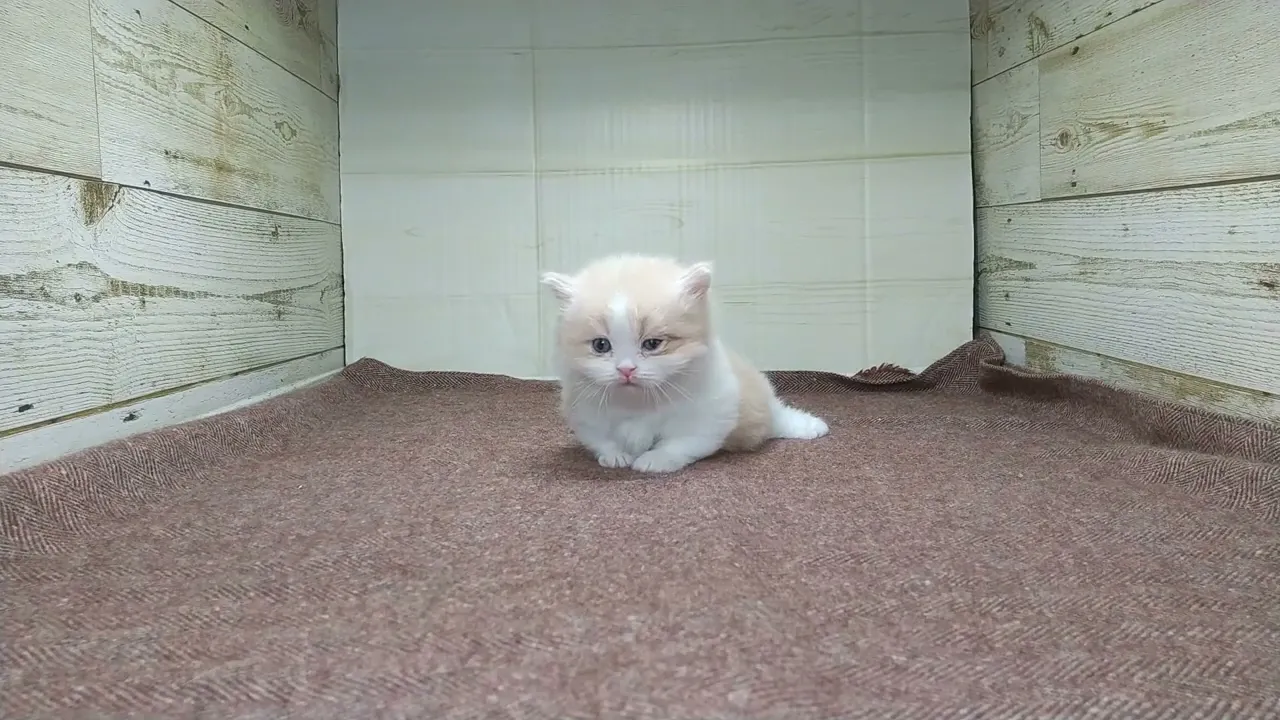 動画