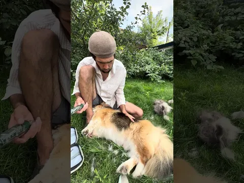 Кроме барашка Рокки я еще стригу Яшу