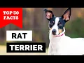99 of Rat Terrier Owners Don t Know This