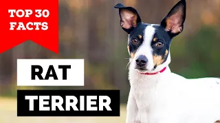 99 of Rat Terrier Owners Don t Know This