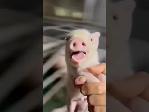 My little pig 😋🖤 #tim
