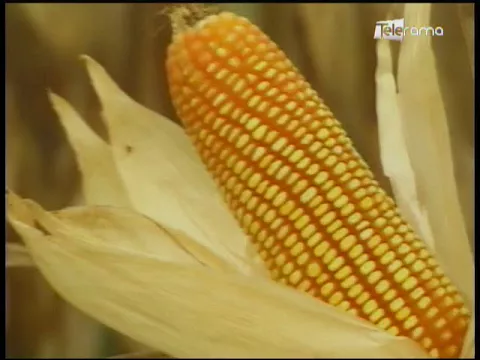 Ecuador Agropecuario 01-12-2017