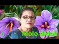 Download Lagu HAMU DO SIRA NI TANO ON. (PARTITUR IDA DI LINK DI TORU)