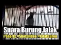 Download Lagu Suara Burung Jalak Suren Shorts