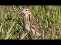 Download Lagu Australian Pipit – Richmond Lowlands