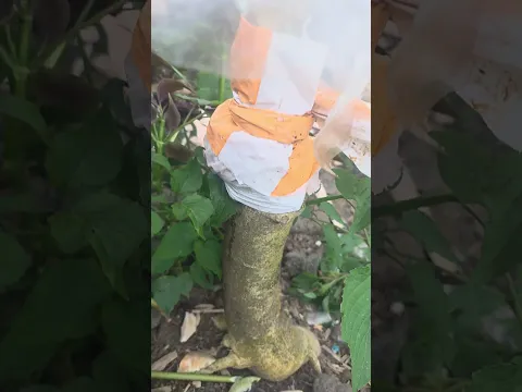 comment réduire la hauteur d’un papayer