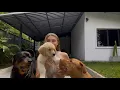 Introducing My Rottweiler and Bandog to a Golden Retriever Puppy